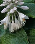 Hosta sieboldiana